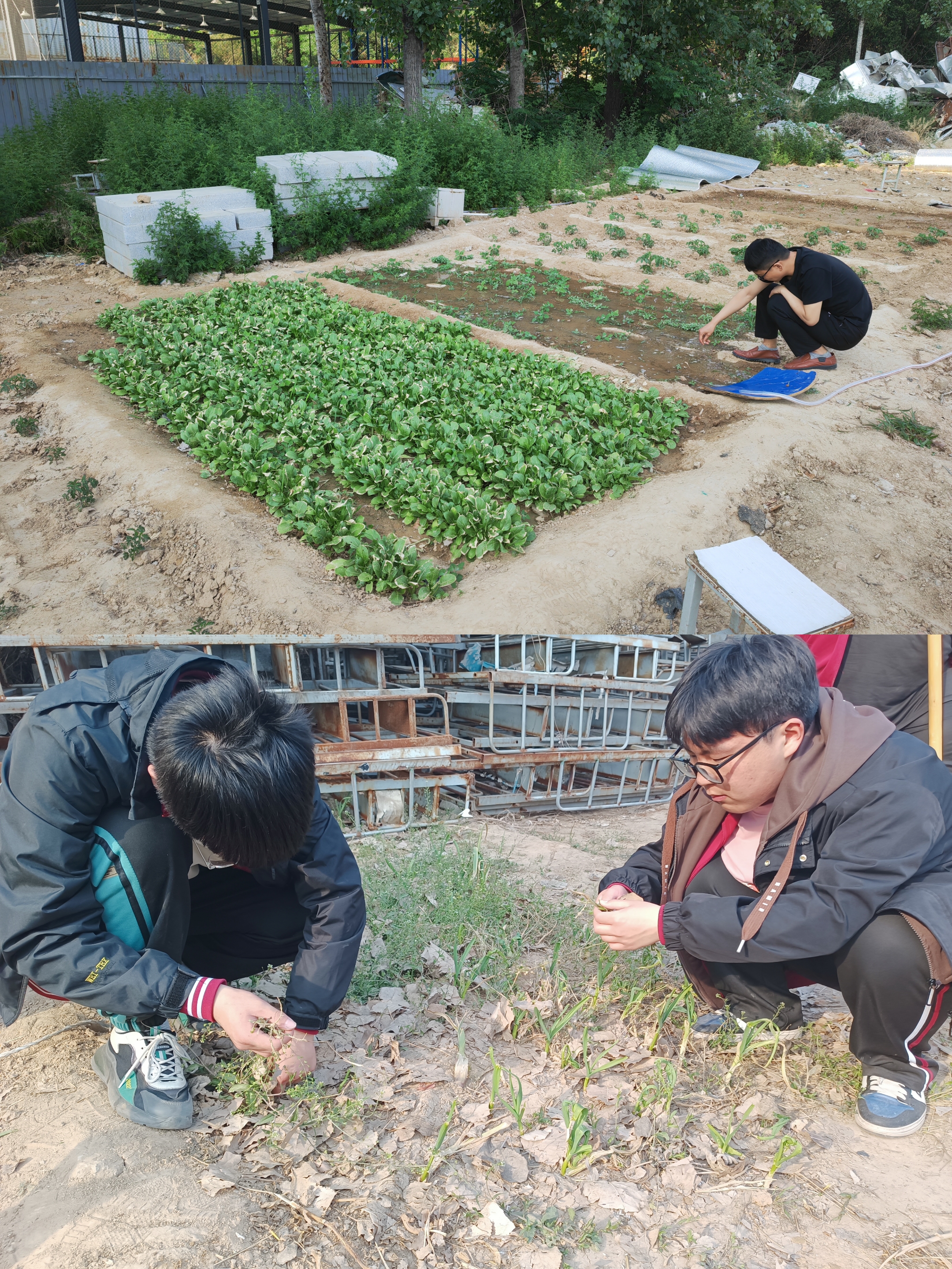 種植課老師和學生們在菜地上課.jpg